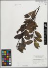 Foto von Salix mielichhoferi Saut.
